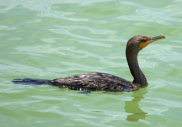 double crested cormorant