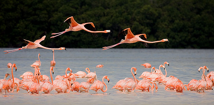 greater flamingos