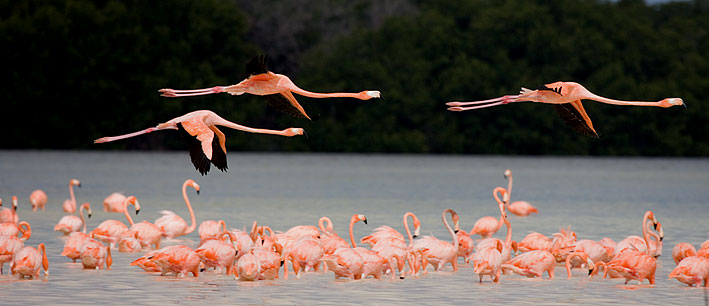 greater flamingos
