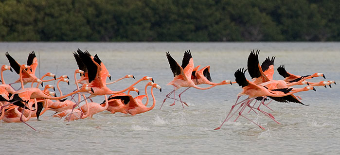 greater flamingos