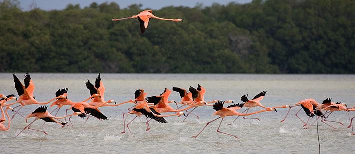 greater flamingos