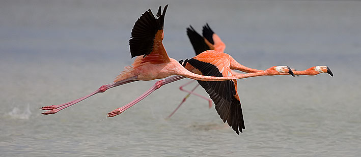 greater flamingos