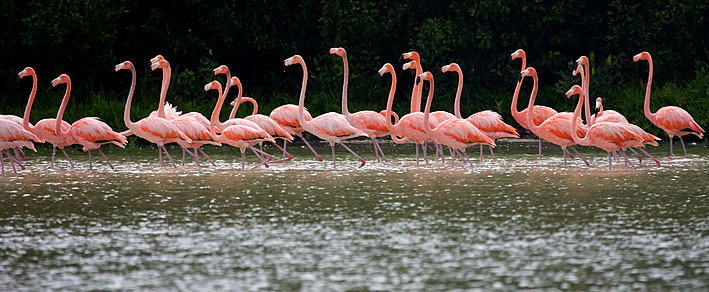greater flamingos