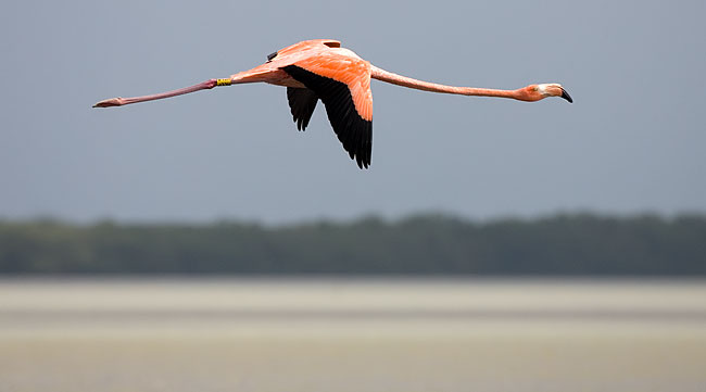 greater flamingo