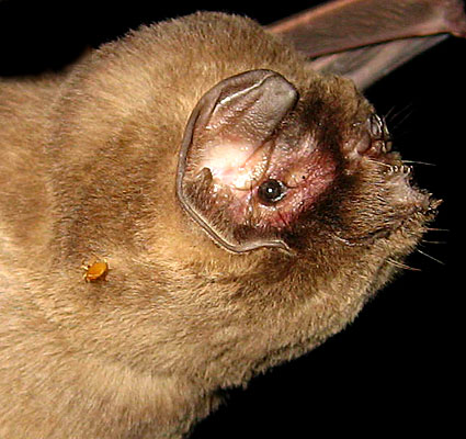 Mormoops megalophylla