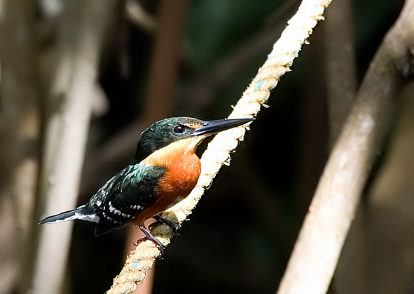 American pygmy kingfisher