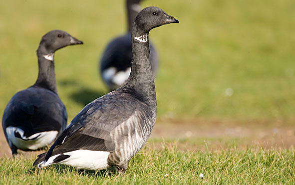 black-bellied brent goose