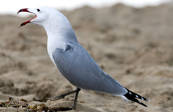 Audouin's gull