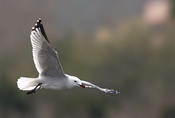 Audouin's gull