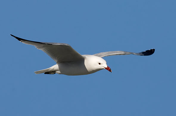 Audouin's gull