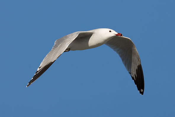 Audouin's gull
