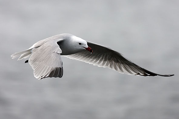 Audouin's gull