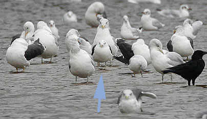 Baltic gull?