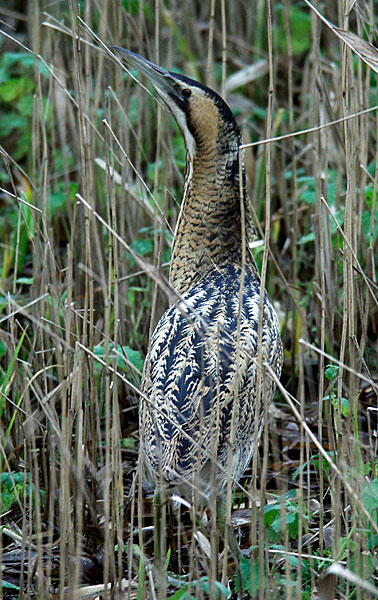 bittern