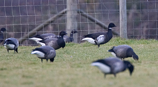 black brant