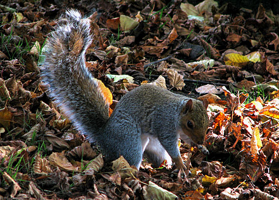 grey squirrel