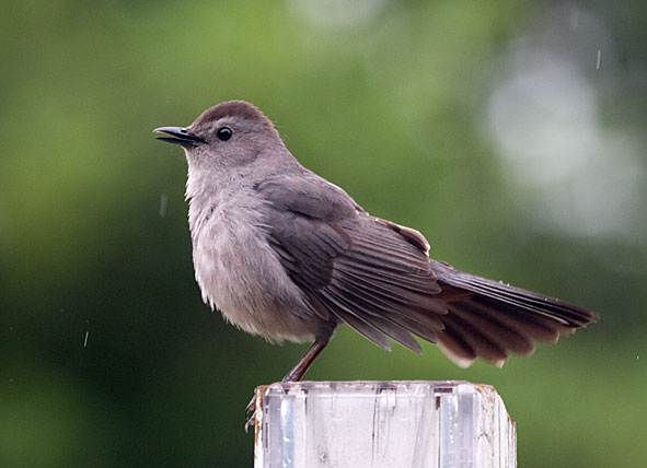 grey catbird