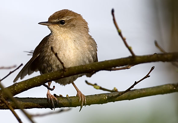 Cetti's warbler