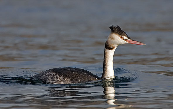 great crested grebe