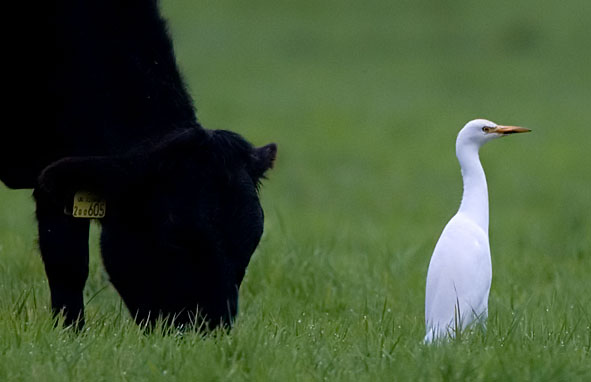 Cattle egret