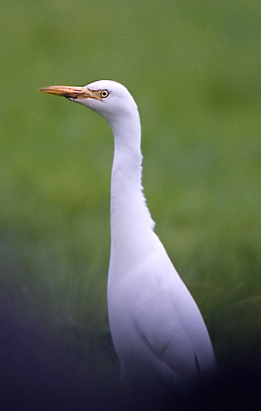Cattle egret