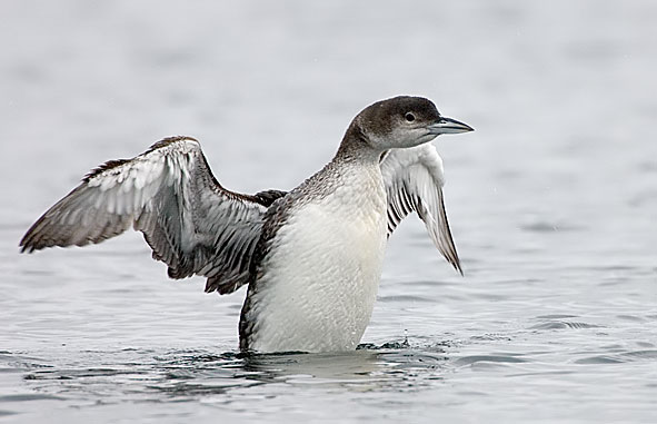 great northern diver