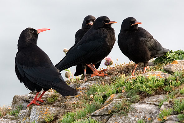 chough family