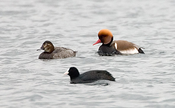 red-crested pochard