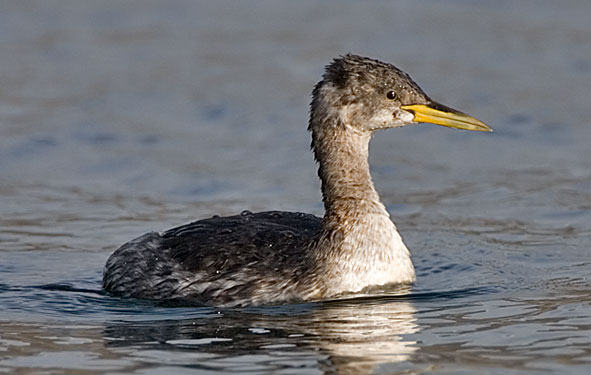 Red-necked grebe