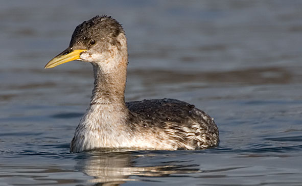 Red-necked grebe