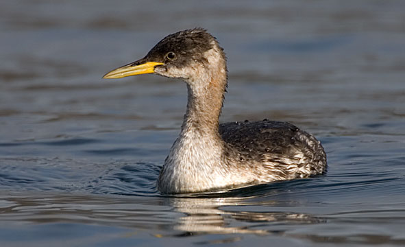 Red-necked grebe