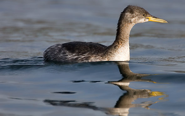 Red-necked grebe