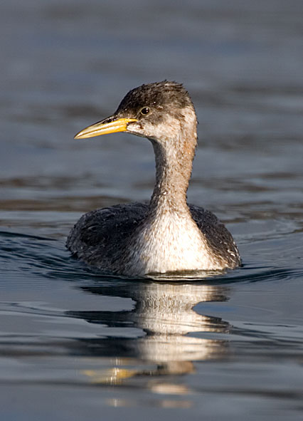 Red-necked grebe