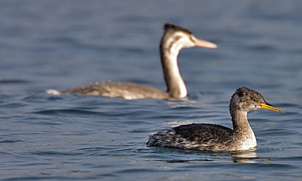 Red-necked grebe