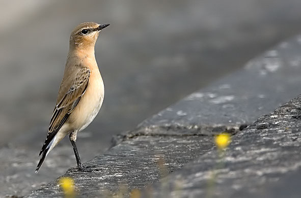 Northern wheatear -mfemale/first winter