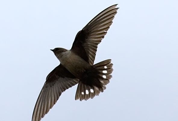 crag martin