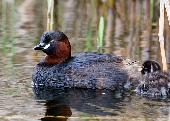 little grebe