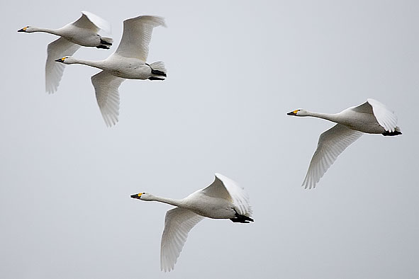 tundra swans