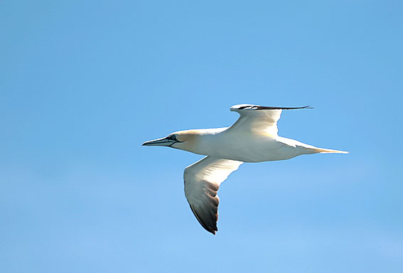 gannet