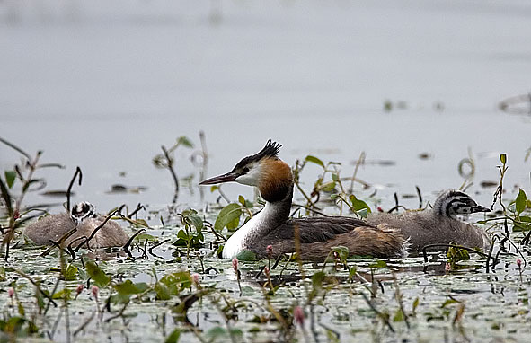 great crested grebe and chicks