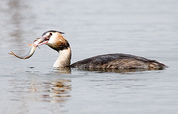 great crested grebe eating fish