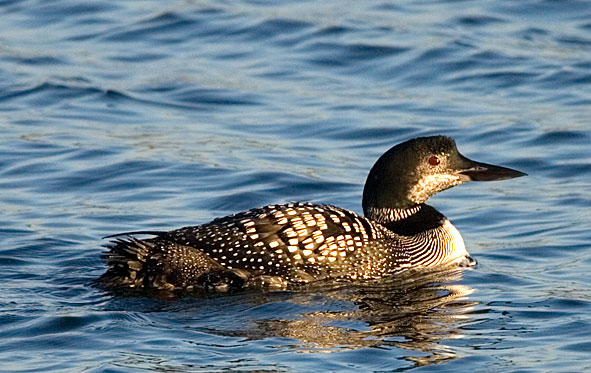 great northern diver