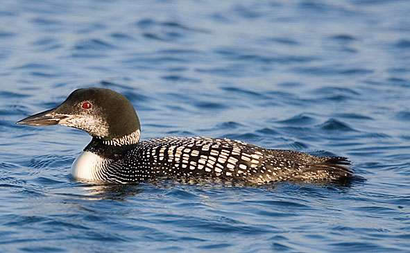 great northern diver