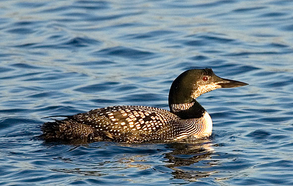 great northern diver