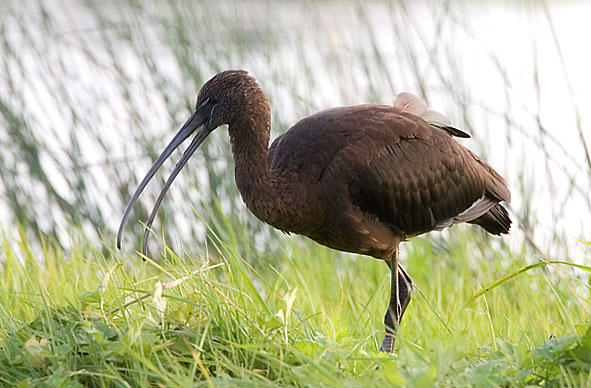 glossy ibis