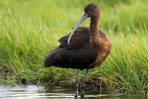 glossy ibis