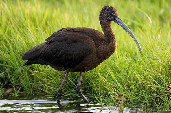glossy ibis