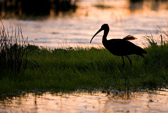 glossy ibis