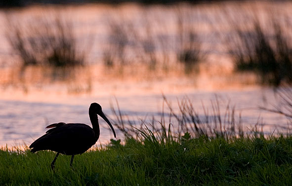 glossy ibis