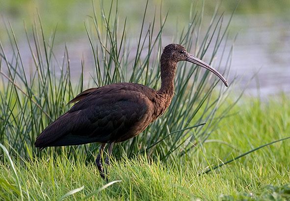 glossy ibis